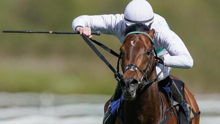 Racehorse Torito